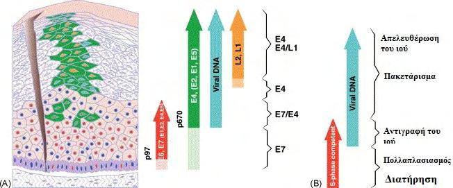 1.4.3. Μεταγραφή του ιικού γενώματος Οι ιοί Papilloma προσβάλλουν τα κύτταρα της βασικής στοιβάδας του επιθηλίου.