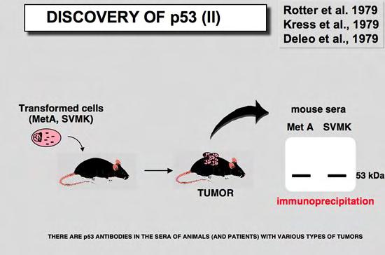 Εικόνα 24: Η ανακάλυψη της TP53. 1.7.