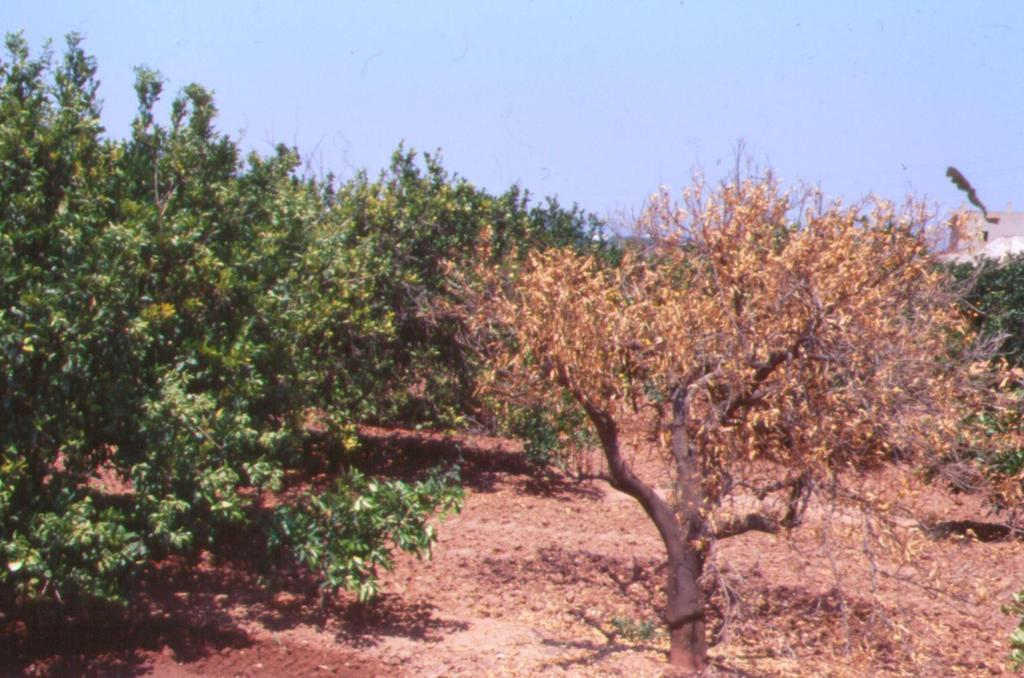 Tαχεία (αποπληξία)