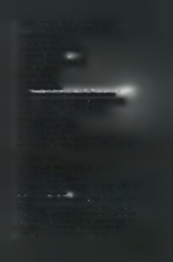 Εικόνα 3.7. Καλλιέργεια κεναφ στον Παλαμά Καρδίτσας κατά το στάδιο της ανθοφορίας στα μέσα Οκτωβρίου (Πηγή: Εργαστήριο Γεωργίας) Εικόνα 3.8. Φυτό ευκαλύπτου Εικόνα 3.9. Φυτό ψευδακακίας Εικόνα 3.10.