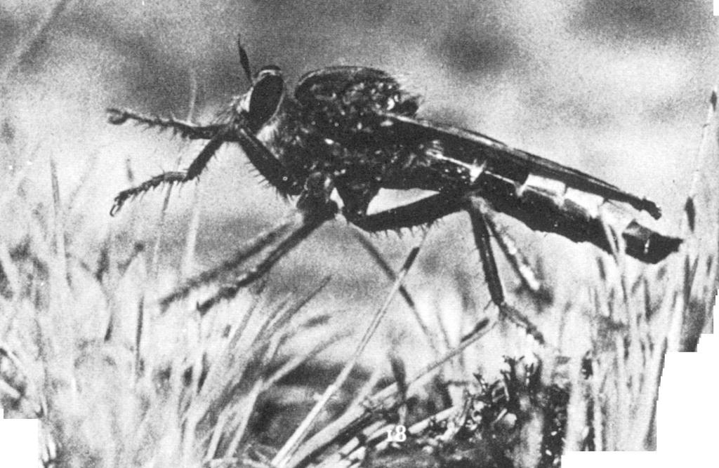 Μια εγγύς ερώτηση Πώς το Υμενόπτερο Bee Wolf