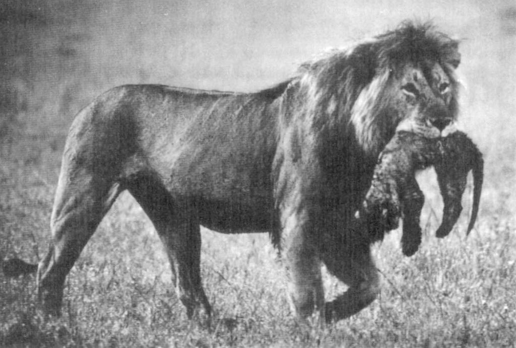 ομάδα (αγέλη - pride) συγγενικών θηλυκών προσπαθούν να