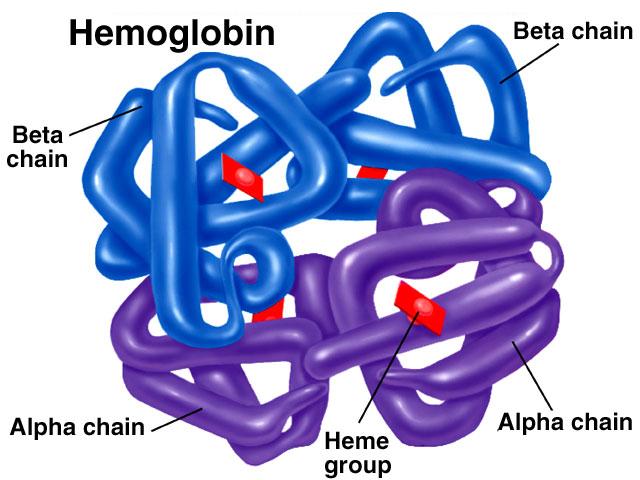 Hemoglobin and 0 2 Transport 280 million hemoglobin/ RBC.