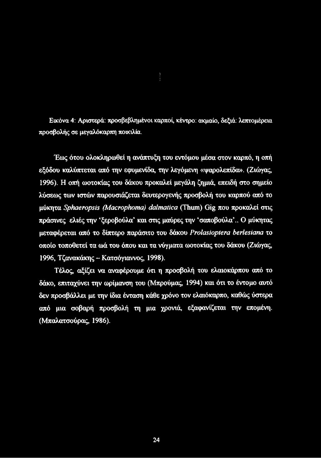Η οπή ωοτοκίας του δάκου προκαλεί μεγάλη ζημιά, επειδή στο σημείο λύσεως των ιστών παρουσιάζεται δευτερογενής προσβολή του καρπού από το μύκητα Sphaeropsis (Macrophomaj