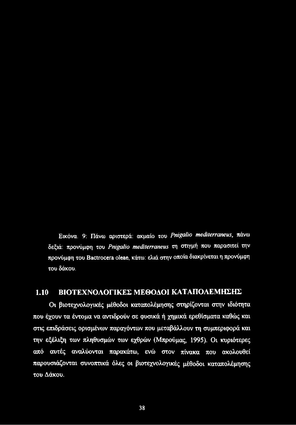 mediterraneus τη στιγμή που παρασιτεί την προνύμφη του Bactrocera oleae, κάτω: ελιά
