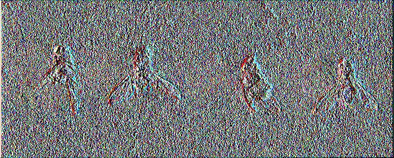 α γ δ Εικόνα 40 (α,β,γ,δ): Ακμαία δάκου