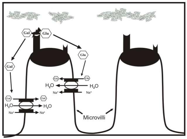 (Εικόνα 3) LACTASE-phlorizin hydrolase = ΥΔΡΟΛΑΣΗ ΛΑΚΤΑΣΗΣ ΦΛΟΡΙΖΙΝΗΣ MICROVILLI = ΜΙΚΡΟΛΑΧΝΕΣ GLY = ΓΛΥΚΟΖΗ GAL = ΓΑΛΑΚΤΟΖΗ Φυσιολογική διάσπαση