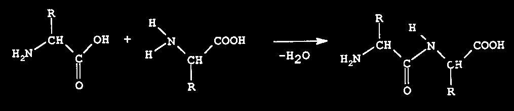 PEPTIDI Peptidna veza nastaje kondenzacijom karboksilne grupe jedne i amino grupe druge aminokiseline.
