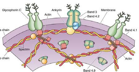 ADUKTINkalmodulin vezujući protein