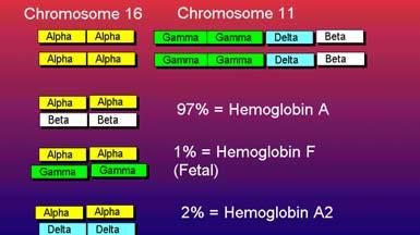ERITROCITI - Hemoglobin ERITROCITI - Hemoglobin Postoje 3 tipat hemoglobina u