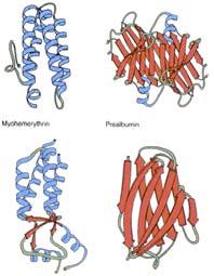 aminokiselinskih ostataka po zavoju i razmak između zavoja 94 pm stale sekundarne strukture Uvrnuta nabrana struktura (beta turn) rlo često to su mesta na kojima lanac menja smer protezanja (revers