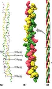 fibroin Primer Kolagen Proteini sa β-nabranom strukturom oksidovani Lys koji povezuje lance obezbeđuje krutost kolagena Tokom