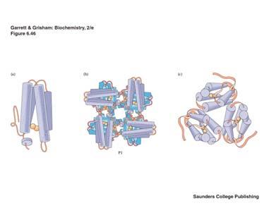 Kvaternarna struktura proteina Kompleksne strukture, specijalizovane fiziološke funkcije, sastavljene od dva ili više
