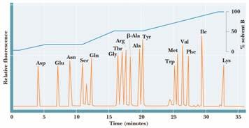 dređivanje položaja disulfidne veze minokiselinska analiza Kiselinska hidroliza polipeptida (6M l,, 24 h ) daje smesu aminokiselina.