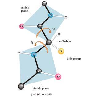 Moguća a dva načina organizacije sekundarne strukture α-helikoidna i β-nabrana struktura Karakteriše se: Planarnom geometrijom peptidnih veza odoničnom vezom između i= nti konformacijom glavnih