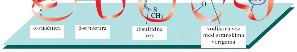 interakcij v 3D strukturi proteina Boyer R: