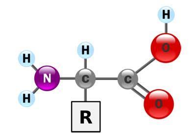 α Opšta formula α -aminokiselina R CH COOH NH2