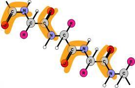 R-CH-CO N-CH-COOH NH2 H R PEPTIDNA VEZA U reakciji između : 2 aminokiseline