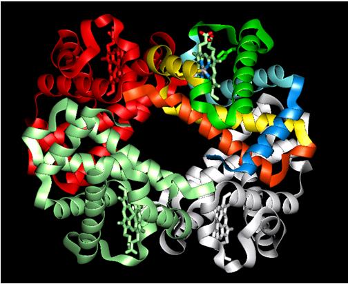 Hemoglobin (Hb) sestavljen iz štirih mioglobinu podobnih enot (kvartarna struktura) 2 1 Hb odrasle dobe: tetramer (α 2 β 2 ) kroglaste oblike, Mr