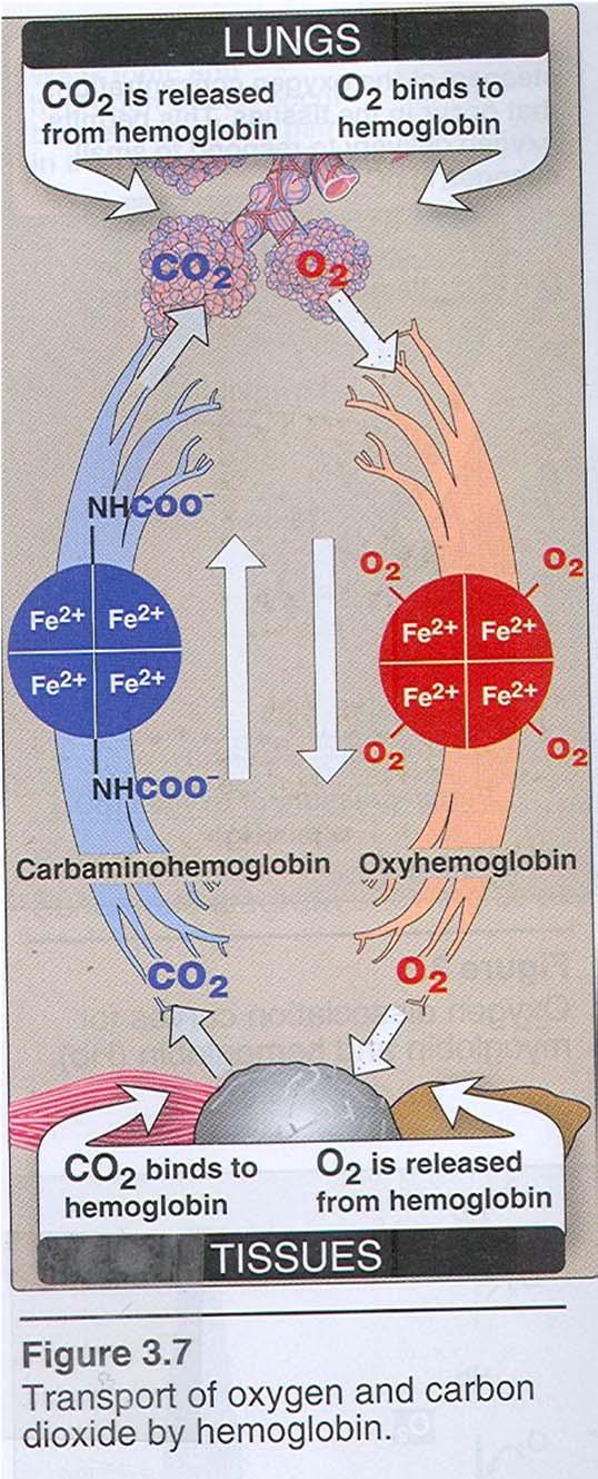 sprosti v tkivih, kjer se porabja za oksidacijo hranil CO 2 in H + se prenašata iz tkiv v pljuča Hb prenese v telesu 500 g O 2 /dan