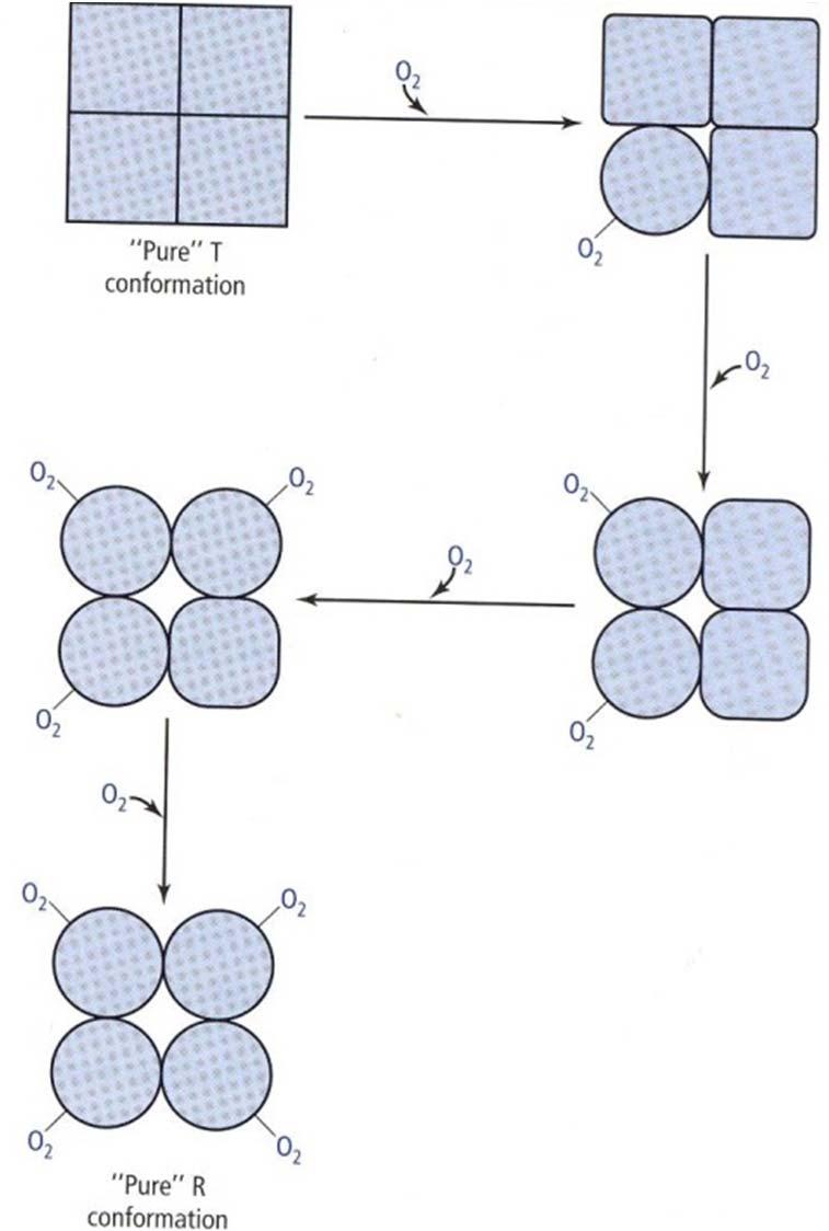 Model prehoda T R ob vezavi O 2 Konformacija T (neaktivna, deoksi) Konformacija R (aktivna, oksi) Vezava kisika na Fe v hemu spremeni 3D strukturo hema (sploščenje molekule) Sprememba 3D