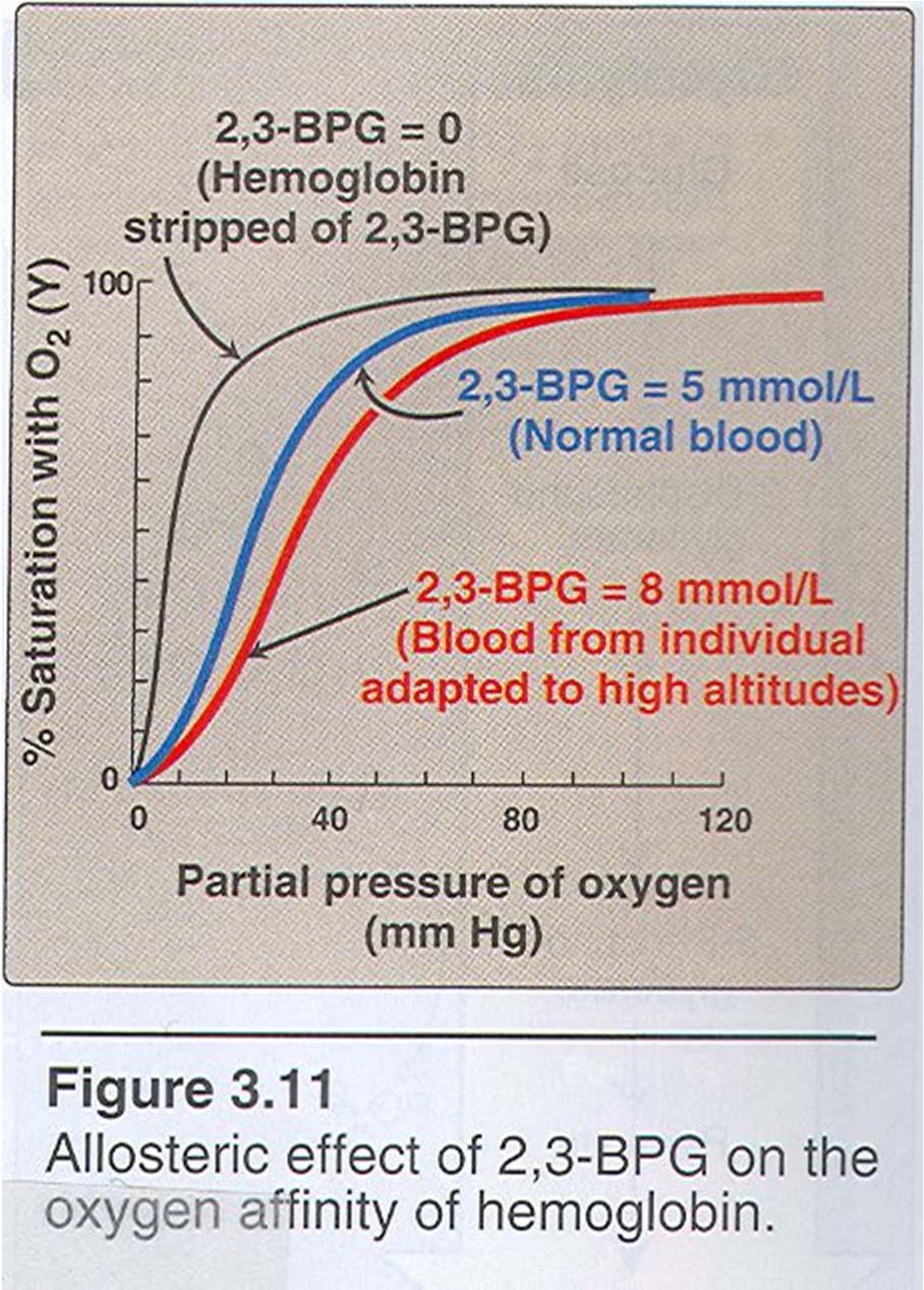 2,3-bisfosfoglicerat (BPG) vpliva