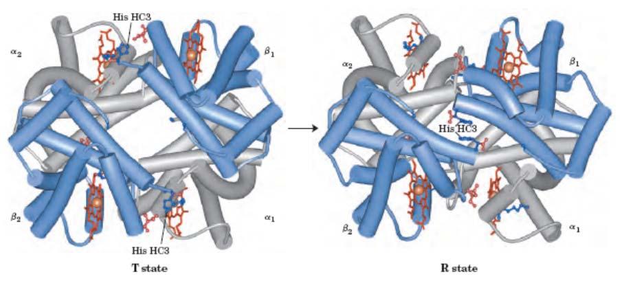 2,3-bisfosfoglicerat (BPG) vpliva na oksigenacijo/deoksigenacijo Hb Visoka koncentracija BPG (5 mm) v eritrocitih BPG se veže v centralni žep med β podenotami v stanju T 1 molekula BPG se veže na 1