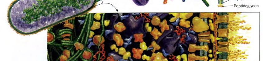 Prokariote, koje obuhvataju razne vrste bakterija, imaju relativno prostu strukturu i bez razlike su jednoćelijski organizmi. Procenjuje se da prokariote predstavljaju polovinu biomase na Zemlji.