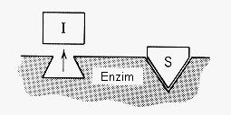B: inhibitor je različite strukture od supstrata i ne vezuje se sa aktivni centar enzima Reakciona šema za kompetitivni inhibitor je sledeća: E + S Ks ES Kp E + P + I Ki Ki = [E][I] [EI]