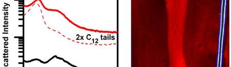 o peaks were observed at wide angles for any of the samples, indicating no crystallinity of the alkyl tails (data not shown).