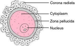 Ωοθυλακικα κυτταρα Κυτταρόπλασµα Βιτελλινικη