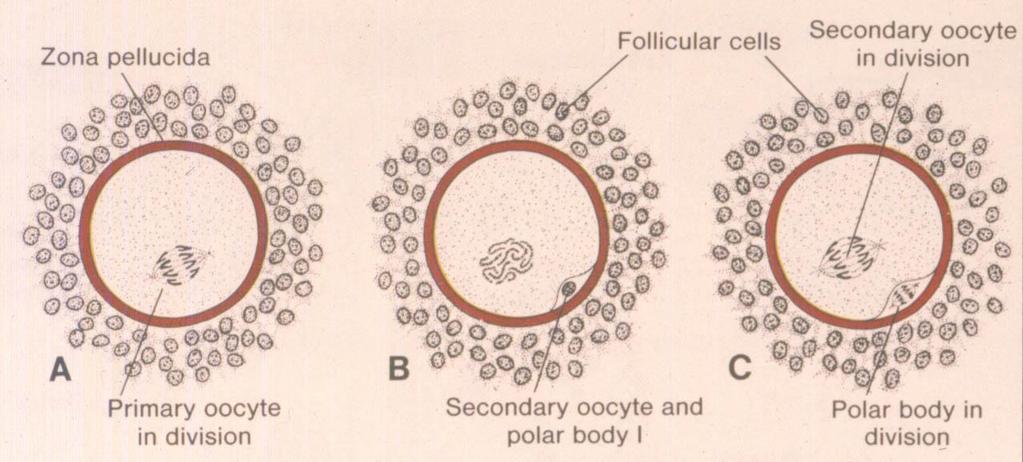 ευτερογενή ωοκύτταρα +Πολικά σωµάτια Περιβάλλονται από την βιτελλινική