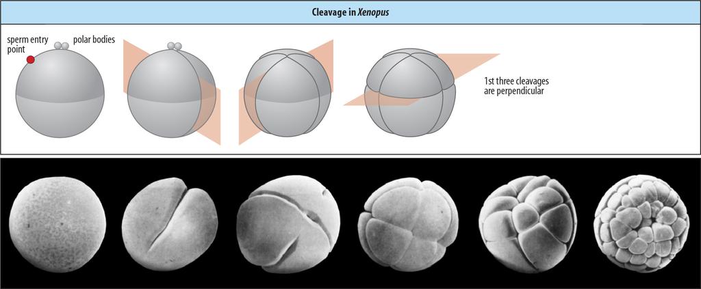 1-2 h µετά την σύντηξη των προπυρήνων µετά την γονιµοποίηση 1ηαυλάκωση (cleavage) (90 mins) Ζ/Φ 2ηαυλάκωση (cleavage) (110 mins) Ζ/Φ 90 0