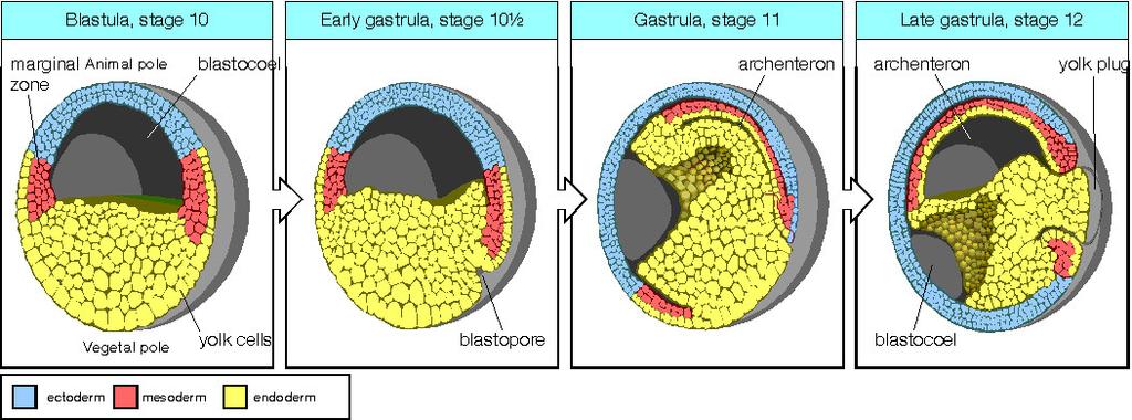 Ηοριακήζώνη (marginal zone), η ζώνη των κυττάρων που εντοπίζονται στον ισηµερινό µεταναστεύει στο εσωτερικό του εµβρύου, µέσω της σχισµής του βλαστοπόρου (blastopore) 10ώρες µετά Οριακή ζώνη Η