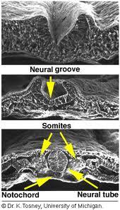 Σχηµατισµός Νευρικού Σωλήνα κατά τη Νευριδίωση 2 Νευρική πλάκα Νευρικές