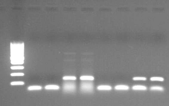 (-) μάρτυρεσ RNA not