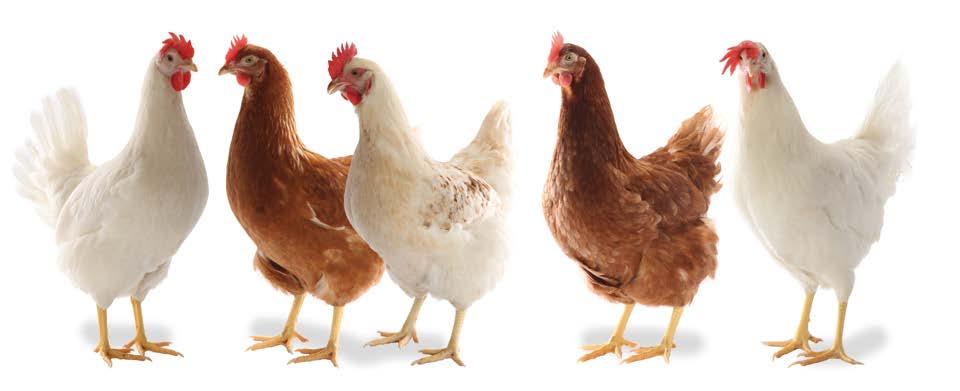 ΔΕΔΟΜΕΝΑ ΑΠΟΔΟΣΗΣ Όρνιθα ωοτοκίας LOHMANN BROWN-CLASSIC Παραγωγή αυγών Ηλικία στο 50 % της παραγωγής Μέγιστη παραγωγή 140 150 ημερών 93 95 % Αριθμός αυγών ανά όρνιθα που μεταφέρθηκε στο θάλαμο