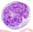 ΜΟΝΟΚΥΤΤΑΡΑ (monocytes) Εμφάνιση: Με διάμετρο 15-20 μm τα μονοκύτταρα είναι τα μεγαλύτερα