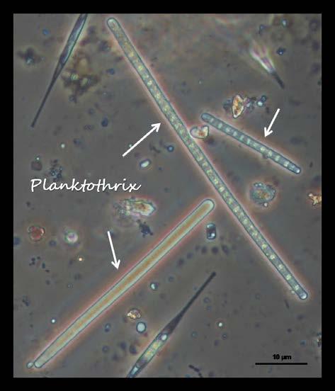 87 πλέον και σε φυσικούς πληθυσμούς (Moustaka-Gouni et al. 2009, Moustaka-Gouni et al. 2010, Κormas et al. 2011, Oikonomou et al. 2012).