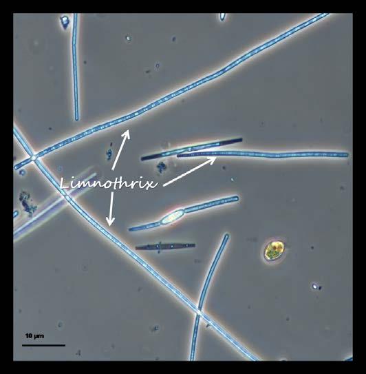 91 Εικόνα 6.2: Το κυανοβακτήριο Limnothrix redekei στη λίμνη Βόλβη Figure 6.