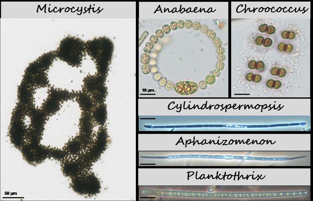 1: The most common genera of chlorophytes present in the studied freshwaters Εικόνα 5.
