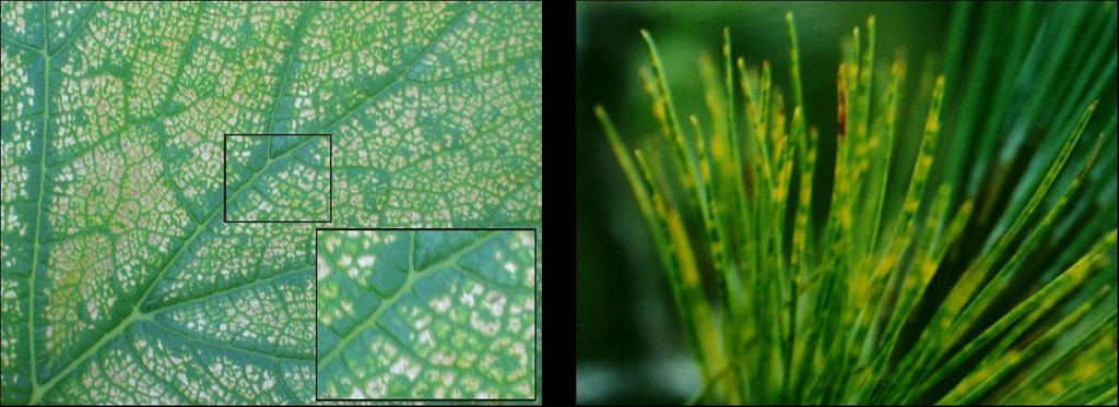 Επίδραση στα Φυτά 1/2 Τα πρώτα ορατά συμπτώματα τοξικότητας λόγω έκθεσης σε υψηλές