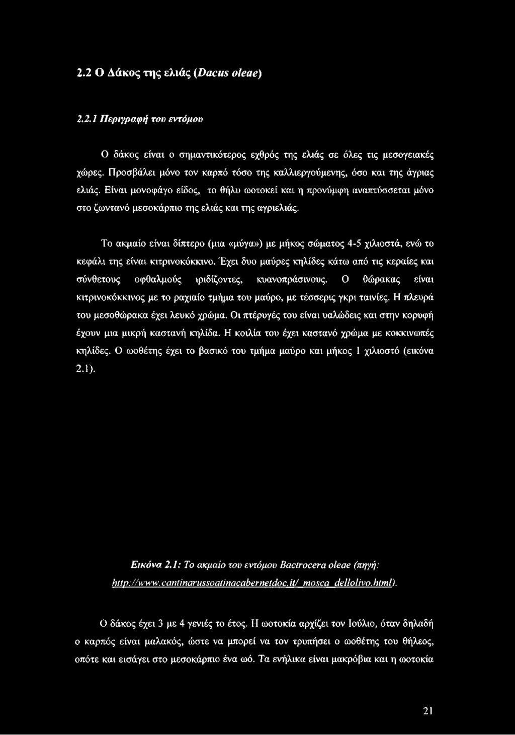 Το ακμαίο είναι δίπτερο (μια «μύγα») με μήκος σώματος 4-5 χιλιοστά, ενώ το κεφάλι της είναι κίτρινο κόκκινο.