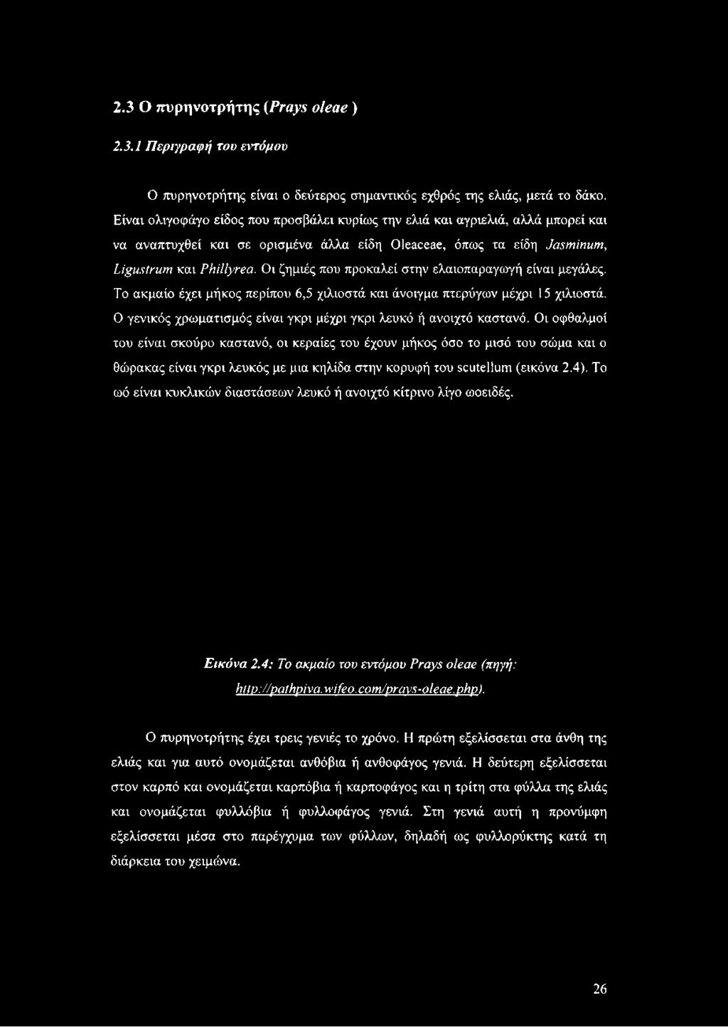 Οι ζημιές που προκαλεί στην ελαιοπαραγωγή είναι μεγάλες. Το ακμαίο έχει μήκος περίπου 6,5 χιλιοστά και άνοιγμα πτερύγων μέχρι 15 χιλιοστά.