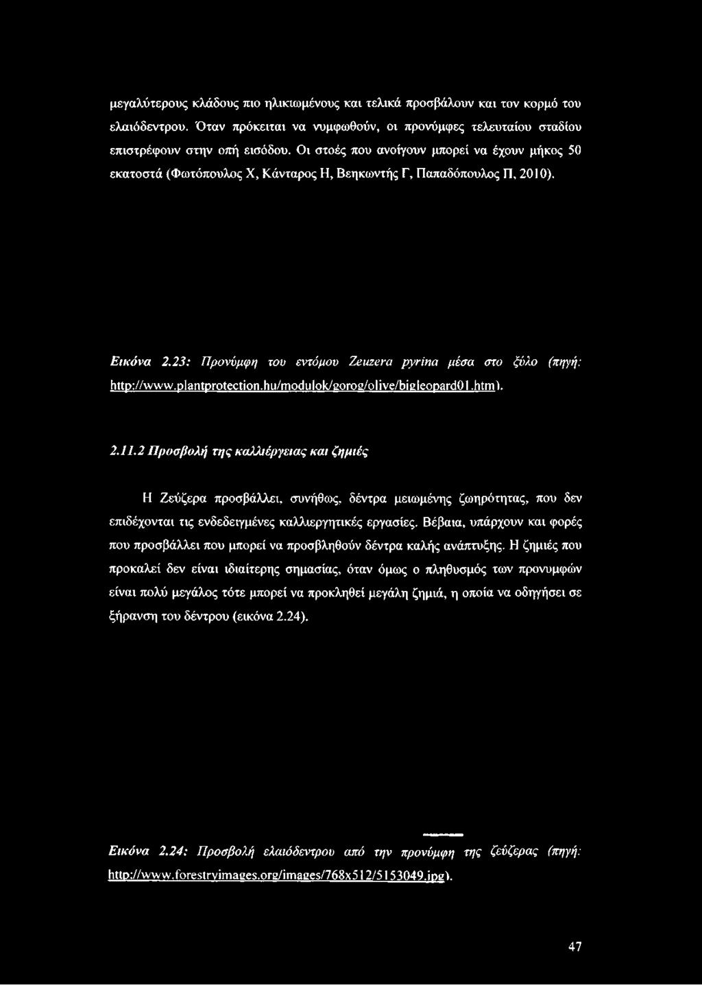 Οι στοές που ανοίγουν μπορεί να έχουν μήκος 50 εκατοστά (Φωτόπουλος X, Κάνταρος Η, Βεηκωντής Γ, Παπαδόπουλος Π, 2010). Εικόνα 2.