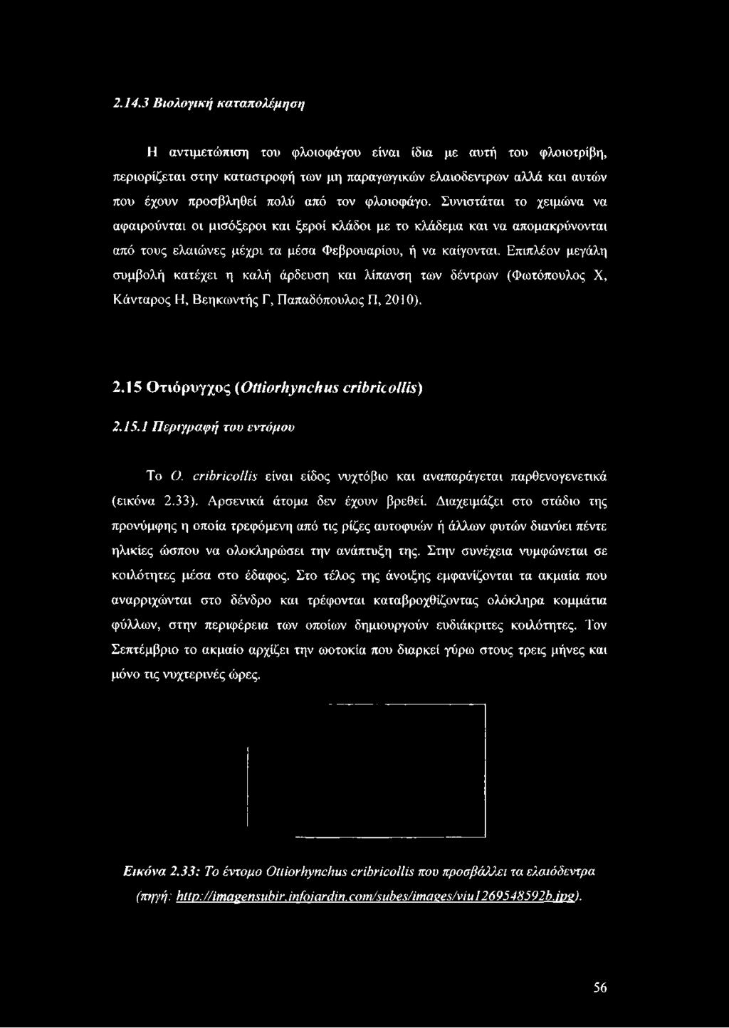 Επιπλέον μεγάλη συμβολή κατέχει η καλή άρδευση και λίπανση των δέντρων (Φωτόπουλος X, Κάνταρος Η, Βεηκωντής Γ, Παπαδόπουλος Π, 2010). 2.15 Οτιόρυγχος (ΟΗίοτΙιγηαΙιυχ ετ/ή/*/εο///.ν) 2.15.1 Περιγραφή του εντόμου Το Ο.