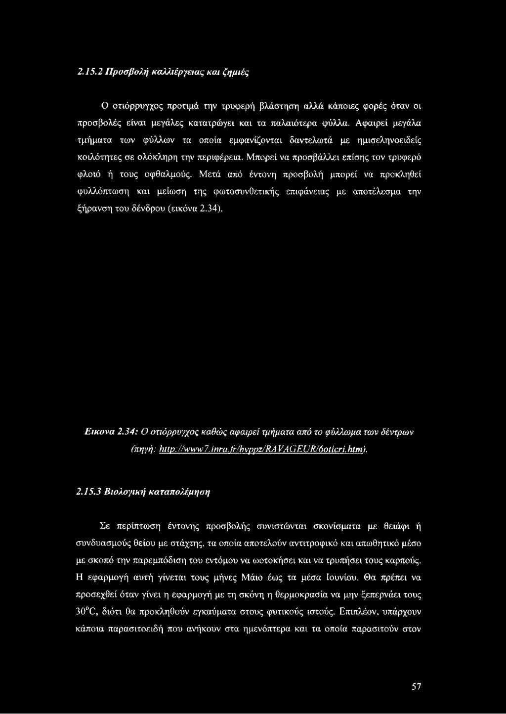 Μετά από έντονη προσβολή μπορεί να προκληθεί φυλλόπτωση και μείωση της φωτοσυνθετικής επιφάνειας με αποτέλεσμα την ξήρανση του δένδρου (εικόνα 2.34). Εικόνα 2.