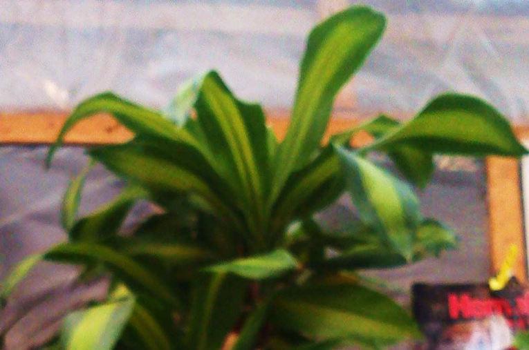 2. 1ράκαινα Dracaena fragrans var.