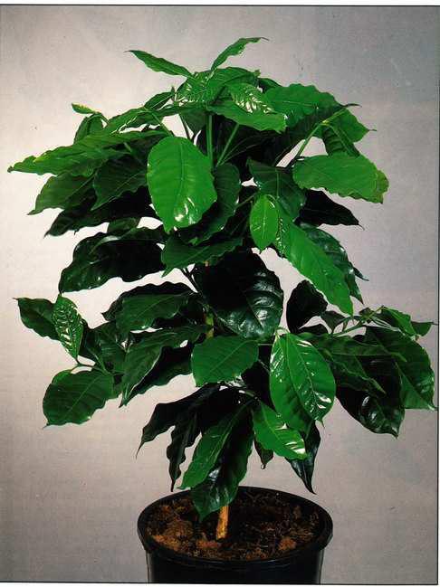 3. Καφέα η αραβική Coffea arabica Οικογένεια: Rubiaceae (Κοινή ονο ασία: Καφεόδενδρο) Καταγωγή: Είναι φυτό ενδη ικό της Νότιας Ασίας και των τροπικών περιοχών της Αφρικής. Εικ.