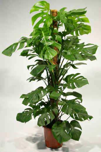 4. Μονστέρα Monstera deliciosa Οικογένεια: Araceae Καταγωγή: Είναι ενδη ικό των τροπικών δασών του Νοτίου Μεξικού. Έπειτα εισήχθη σε πολλές τροπικές χώρες και εξαπλώθηκε στη Χαβάη.